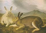 John James Audubon Arctic Hare painting